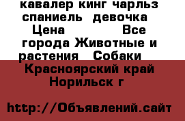  кавалер кинг чарльз спаниель -девочка › Цена ­ 45 000 - Все города Животные и растения » Собаки   . Красноярский край,Норильск г.